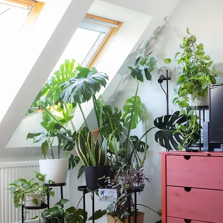 Floral Bliss * Budapest